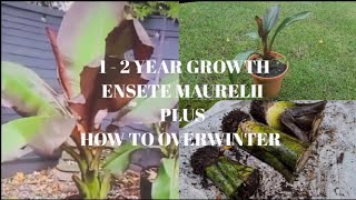 GROWTH RATE OF ENSETE MAURELII PLUS HOW TO OVERWINTER [upl. by Naic517]