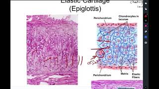 Histology  lecture 5 cartilage part 4 [upl. by Eillehs29]