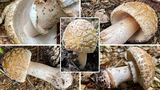 Perlpilz Verwechslung  Rötender Wulstling Amanita rubescens  Pilzportrait amp Vergleich Pantherpilz [upl. by Nnyledam]