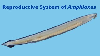 Reproductive System of Amphioxus [upl. by Aniehs539]