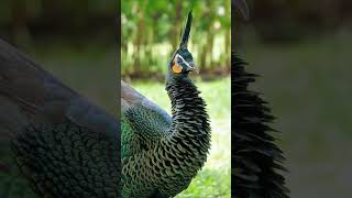 Few Seconds of The Green Peafowl🦚 The Philozoic  birds love [upl. by Sellihca]