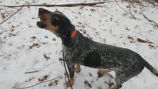 Bluetick Coonhound Howling [upl. by Brine]