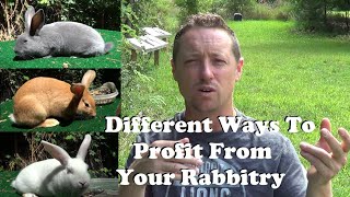 Different Ways To Make Money With Your Rabbitry [upl. by Sanoy]