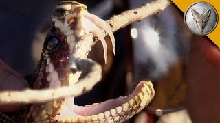 Insane Fangs of the Eastern Diamondback Rattlesnake [upl. by Mora]