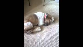 Dog makes weird noises while sleeping [upl. by Llatsyrc229]