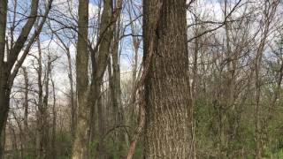 Dead Elm Before Bark Has Cracked [upl. by Nessa]