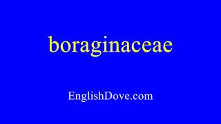 How to pronounce boraginaceae in American English [upl. by Oynotna]