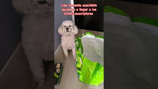 cooper parati bichon perritomarcianito dog humor comedia funny pet puppy cachorros pug [upl. by Rehsa]