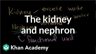 The kidney and nephron  Renal system physiology  NCLEXRN  Khan Academy [upl. by Adlen]