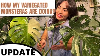 Success after Root Rot on my Thai Constellation Update on my 1299 Albo’s My CARE TIPS [upl. by Cookie360]