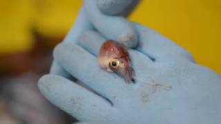 Mesopelagic trawl from the RV Tangaroa [upl. by Eirrehc]