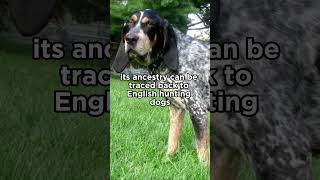 Bluetick Coonhound bred for hunting raccoons dogs usa [upl. by Georgi]