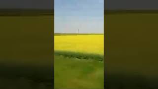 Yellow fields of rape seed in bloom for making canola oil [upl. by Ydwor975]