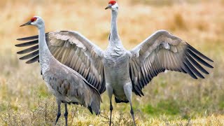 The Sound of Sandhill Cranes [upl. by Vassell326]