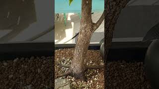 Hornbeam PreBonsai with leader branch Any potential bonsai bonsaitree prebonsai garden [upl. by Romanas]