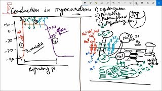 Conduction system of the Heart cardiac events [upl. by Cogen]