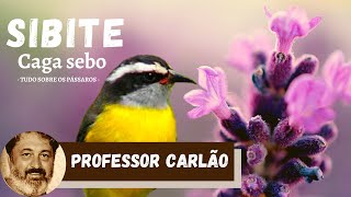 Descubra tudo sobre Sibite Cambacica Caga sebo Cambacica Ave [upl. by Aydne]