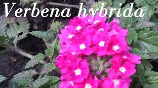 Verbena Hybrida [upl. by Preston797]