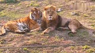 Siberian tiger playing with African lions [upl. by Montana830]