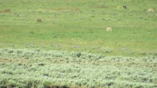 Yellowstone  Wolves hunting pronghorn antelopes [upl. by Hadria]