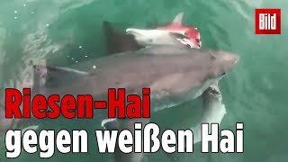 Haie kämpfen um erlegten Delfin [upl. by Trillbee935]