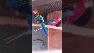 Rosella parrot vlogs my YouTube channel subscrabe🙏🙏 [upl. by Jurdi]