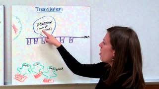 RNA Protein Synthesis [upl. by Tshombe]