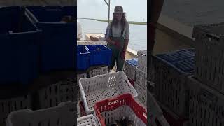 DeckhandsMad😡🤣 crabbing seafood fish outdoors crabseason fishing seacrab seafoods shorts [upl. by Llertak]