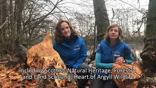 Nature of Scotland Award for Scottish Beavers [upl. by Radmen]