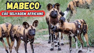 MABECO  CÃO SELVAGEM AFRICANO [upl. by Killigrew]