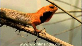 Garden Lizard Calotes versicolor [upl. by Leggett]