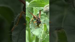 A wasp devoured a caterpillar in my garden I planted this borage as a companion plant in my garden [upl. by Yi848]