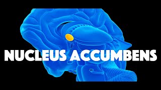 Nucleus Accumbens [upl. by Nirual]