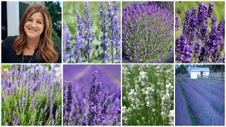 Top 7 Most Popular Varieties of Lavender  Lavender Basics 💜🌿💜  Garden Answer [upl. by Diena861]