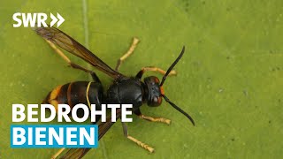 Asiatische Hornisse bedroht Honigbienen  Zur Sache RheinlandPfalz [upl. by Ainegue]