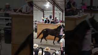 11 yr old auctioneers at Middlefield Ohio standardbred driving horse sale May 28 2022 [upl. by Araid]