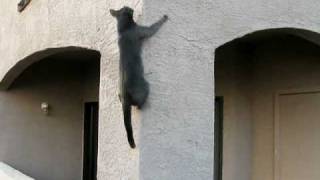 Cat Climbs Wall [upl. by Garihc]