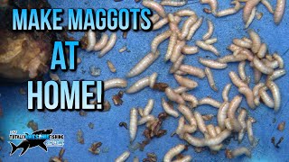 How to make Maggots at Home  TAFishing [upl. by Eldoria]