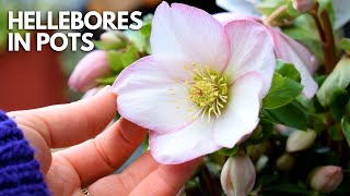 Growing Hellebores In Pots For The First Time Complete Care Guide  Balconia Garden [upl. by Hermina620]