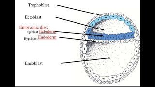 Formation of Embryonic disc  Bilaminar Germ disc [upl. by Rudiger893]