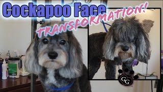 Cockapoo Face Transformation  Lulu the Cockapoo stars in a full head and face grooming demo [upl. by Lohse887]