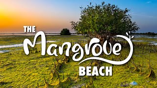 Mangrove beach Umm Al Quwain Island [upl. by Brendon]