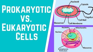 Prokaryotic vs Eukaryotic Cells [upl. by Yenal]