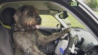 Dogs learn to drive a car in New Zealand [upl. by Bergeman]