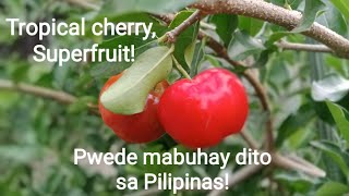 Acerola Cherry Barbados Cherry in La Union Philippines [upl. by Airamas552]