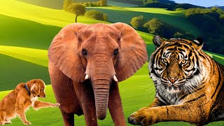 Animal Cute Moments  Tiger Elephant Giraffe Swan Flamingo Peacock Sheep Deer Cows p12 [upl. by Snyder]