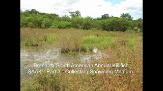 Breeding South American Annual Killifish  Collecting the Spawning Medium [upl. by Assille]