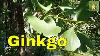 Ginkgo tree Ginkgo biloba or maidenhair tree  leaves in summer uk [upl. by Anir]