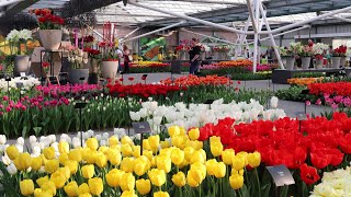 Keukenhof 2022  The first Opening Day March 24  4K [upl. by Con]