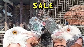 GOOD QUALITY MADRASI PIGEON SALE VIDEO TODAY FROM ASIK BHAI [upl. by Akkahs537]